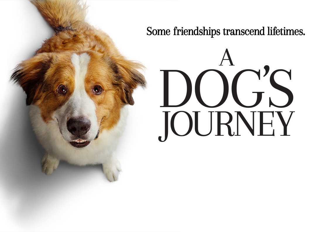 Lire la suite à propos de l’article Critique « Mes autres vies de chien » (2019) : Une romance qui a du chien.