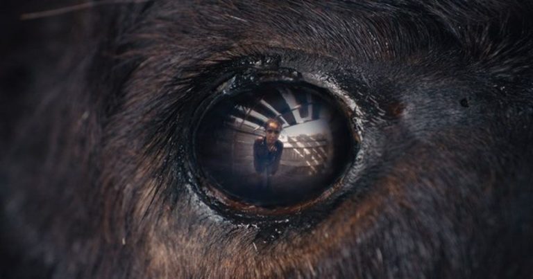 Critique « ANIMALE » (2024) : Un western fantastique camarguais - ScreenTune